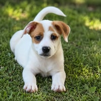 Nova - chunky cutie! - Photo 11