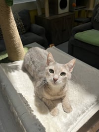 MISS - A Cozy Companion - Photo 5
