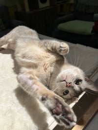 MISS - A Cozy Companion - Photo 6