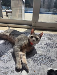 MISS - A Cozy Companion - Photo 8