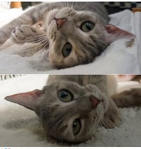 MISS - A Cozy Companion - Photo 7
