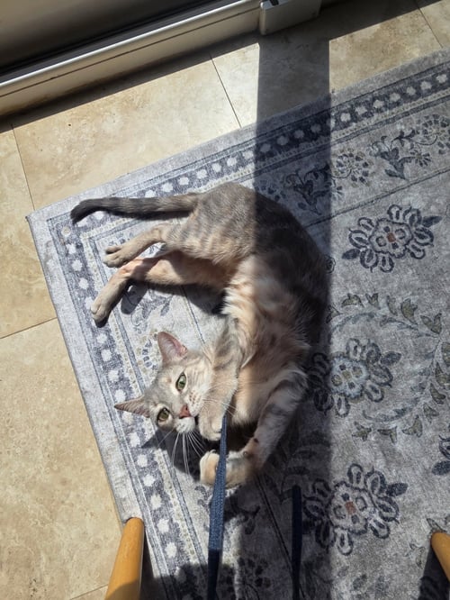 MISS - A COZY COMPANION - Domestic Short Hair available for adoption