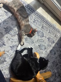 MISS - A Cozy Companion - Photo 9