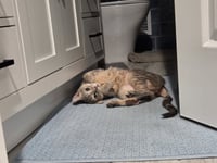MISS - A Cozy Companion - Photo 12