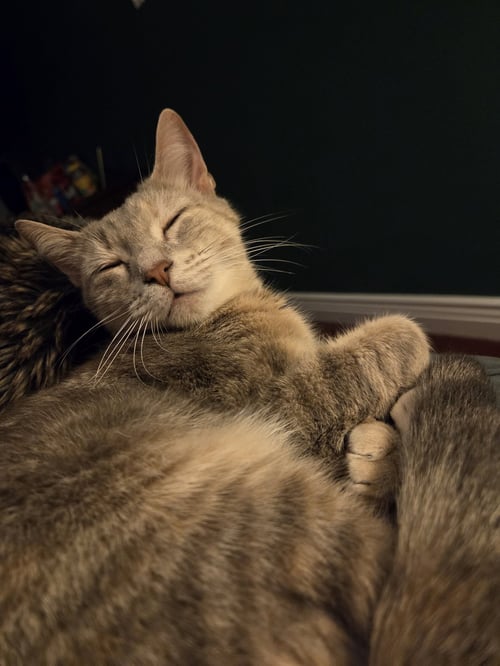 MISS - A COZY COMPANION - Domestic Short Hair available for adoption
