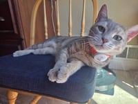 MISS - A Cozy Companion - Photo 3