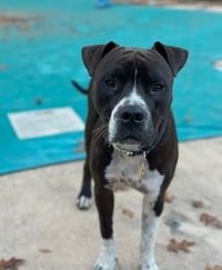Spade - Photo 9