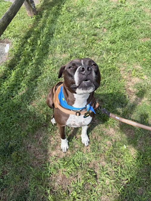 SPADE - Boxer / American Pit Bull Terrier available for adoption