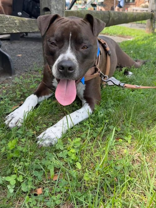 SPADE - Boxer / American Pit Bull Terrier available for adoption