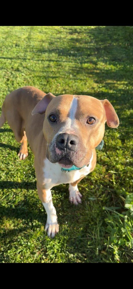 MILTON- GOOFY BOY - American Staffordshire Terrier available for adoption