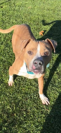 Milton- goofy boy - Photo 5