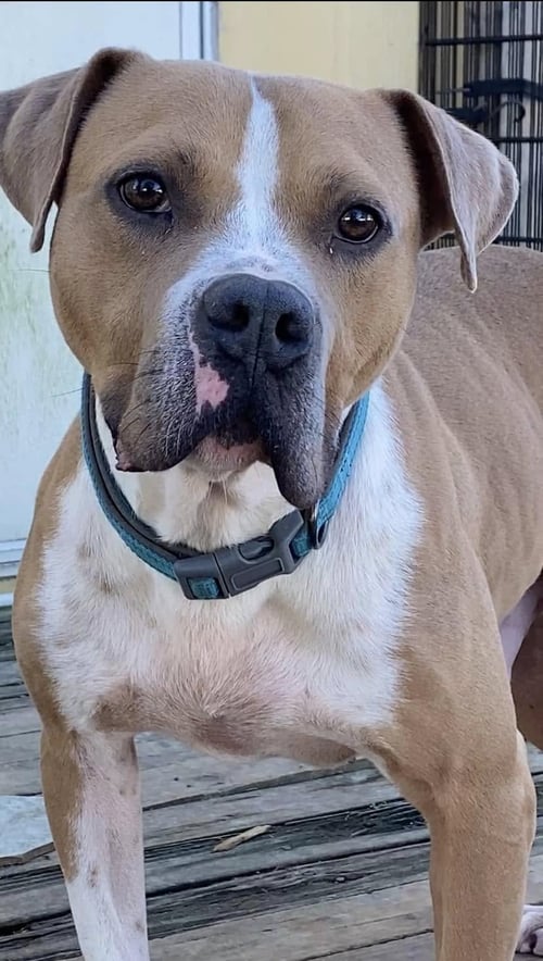 MILTON- GOOFY BOY - American Staffordshire Terrier available for adoption