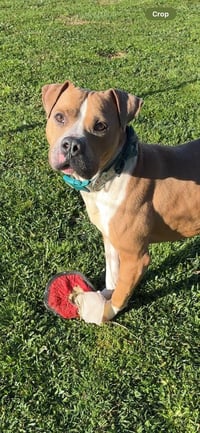 Milton- goofy boy - Photo 4