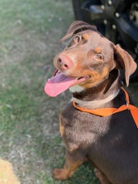 Rosie- the sweetheart - Photo 1