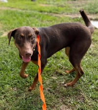 Rosie- the sweetheart - Photo 2