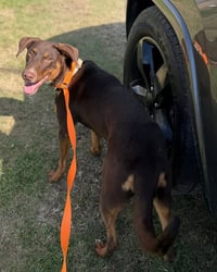 Rosie- the sweetheart - Photo 3