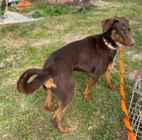 Rosie- the sweetheart - Photo 4