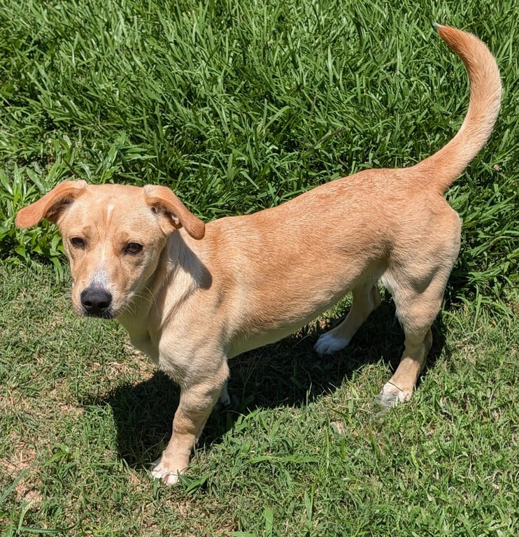 Canela- stubby sweetie Image