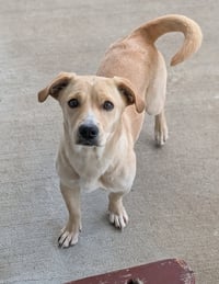 Canela- stubby sweetie - Photo 2