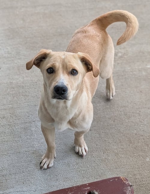 CANELA- STUBBY SWEETIE - Dachshund / Labrador Retriever available for adoption
