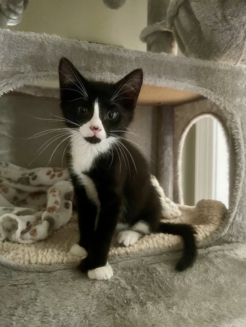 ROCKY - Domestic Short Hair available for adoption