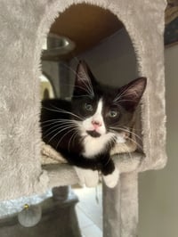 ROCKY - Photo 4