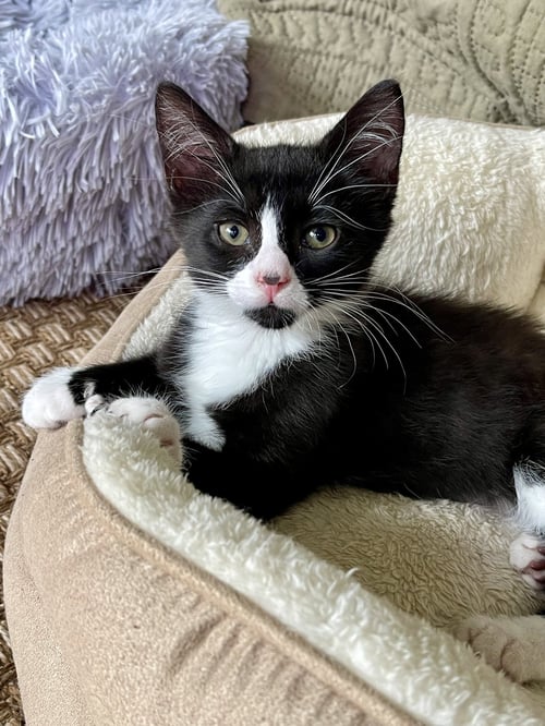 ROCKY - Domestic Short Hair available for adoption