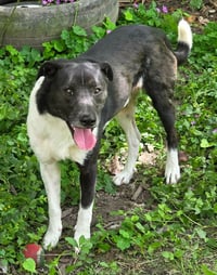 Big Boy aka Biggs - Photo 1