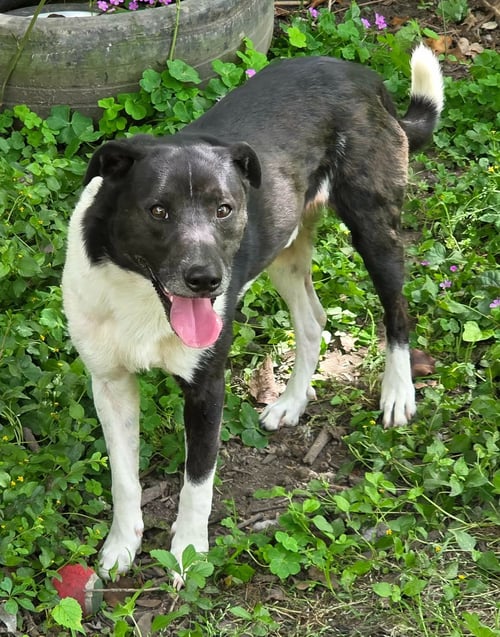 BIG BOY AKA BIGGS - Labrador Retriever available for adoption