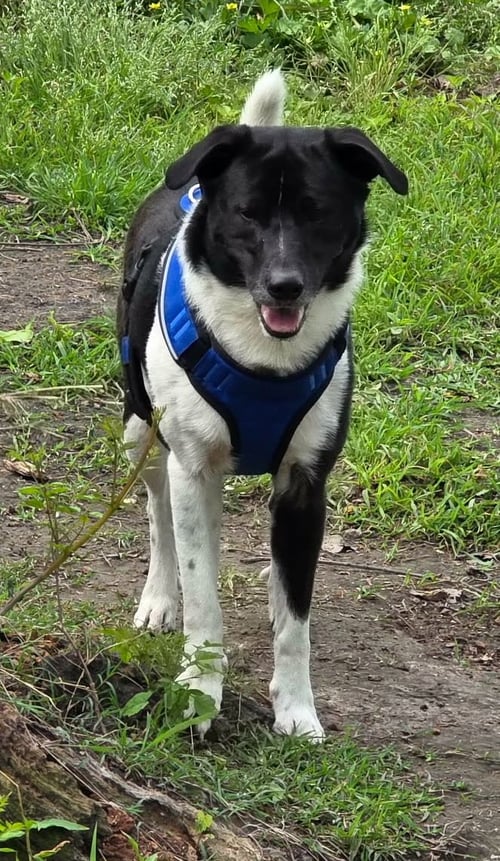 BIG BOY AKA BIGGS - Labrador Retriever available for adoption