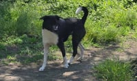 Big Boy aka Biggs - Photo 5