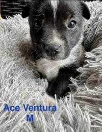 Ace Ventura - Photo 1