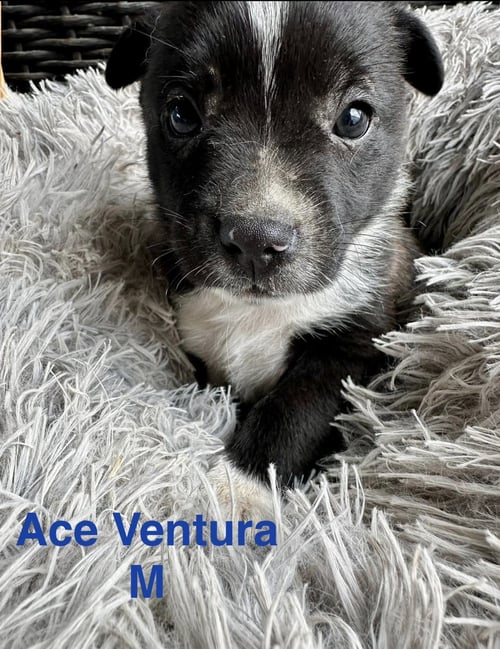 ACE VENTURA - Terrier available for adoption