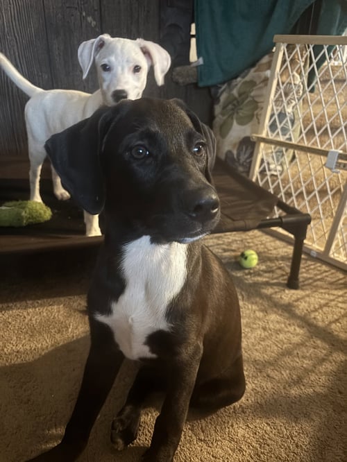 MARS – A HANDSOME HUNK OF CHOCOLATE! - Labrador Retriever available for adoption