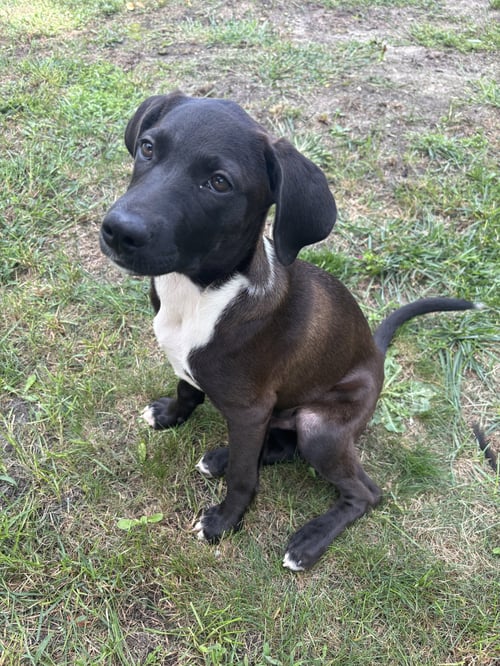 MARS – A HANDSOME HUNK OF CHOCOLATE! - Labrador Retriever available for adoption