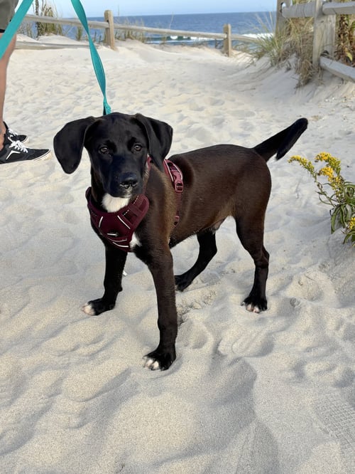 MARS – A HANDSOME HUNK OF CHOCOLATE! - Labrador Retriever available for adoption