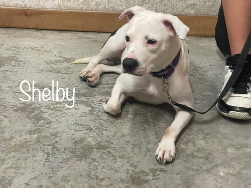 SHELBY - SPECIAL GIRL! - American Staffordshire Terrier available for adoption