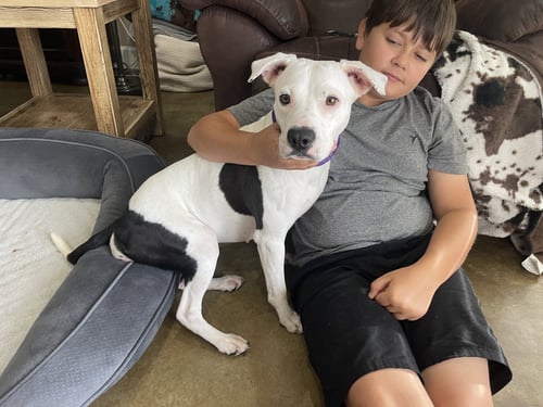 SHELBY - SPECIAL GIRL! - American Staffordshire Terrier available for adoption
