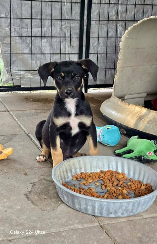 CAMERON- SHY SWEETHEART - German Shepherd Dog available for adoption