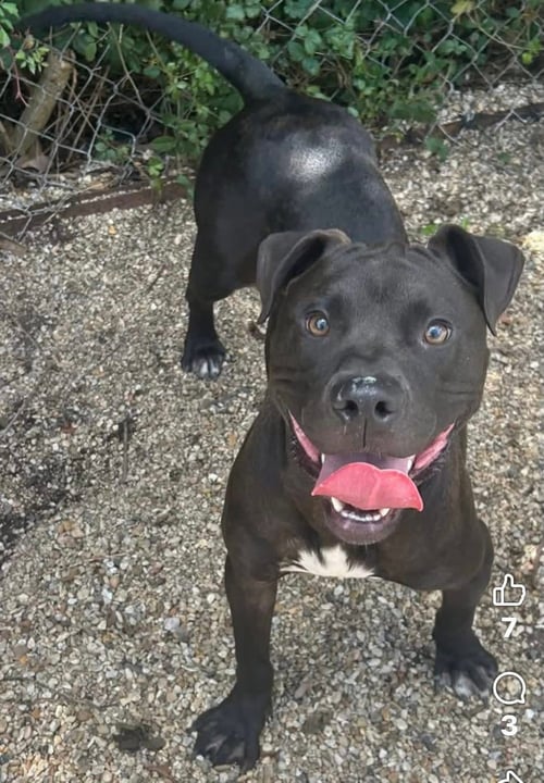 CASIO- EASY BOY, EASY LOVE - American Pit Bull Terrier available for adoption
