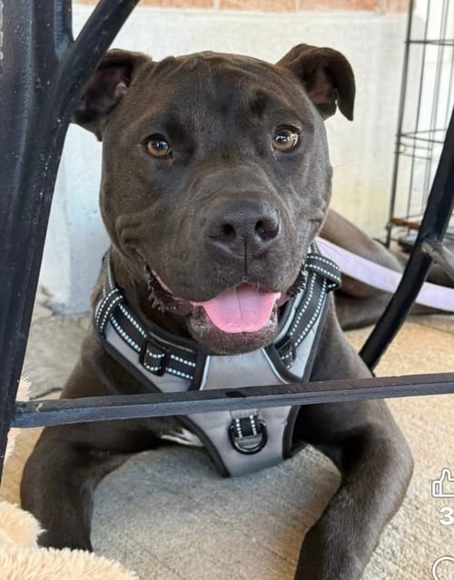 CASIO- EASY BOY, EASY LOVE - American Pit Bull Terrier available for adoption