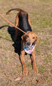 Towser- handsome hound - Photo 1