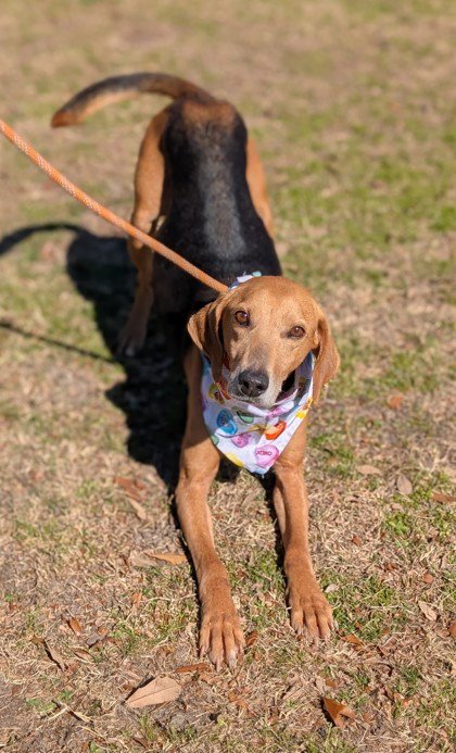 TOWSER- HANDSOME HOUND - Treeing Walker Coonhound available for adoption