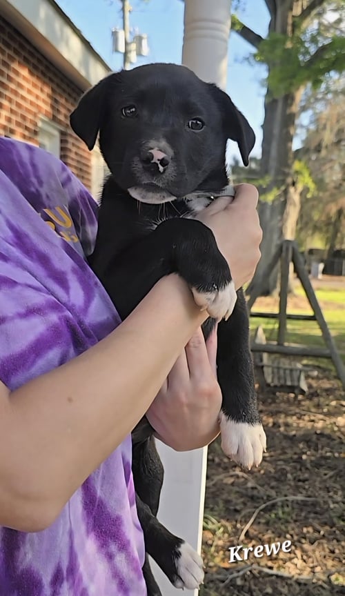 KREWE - ADOPTIION PENDING!