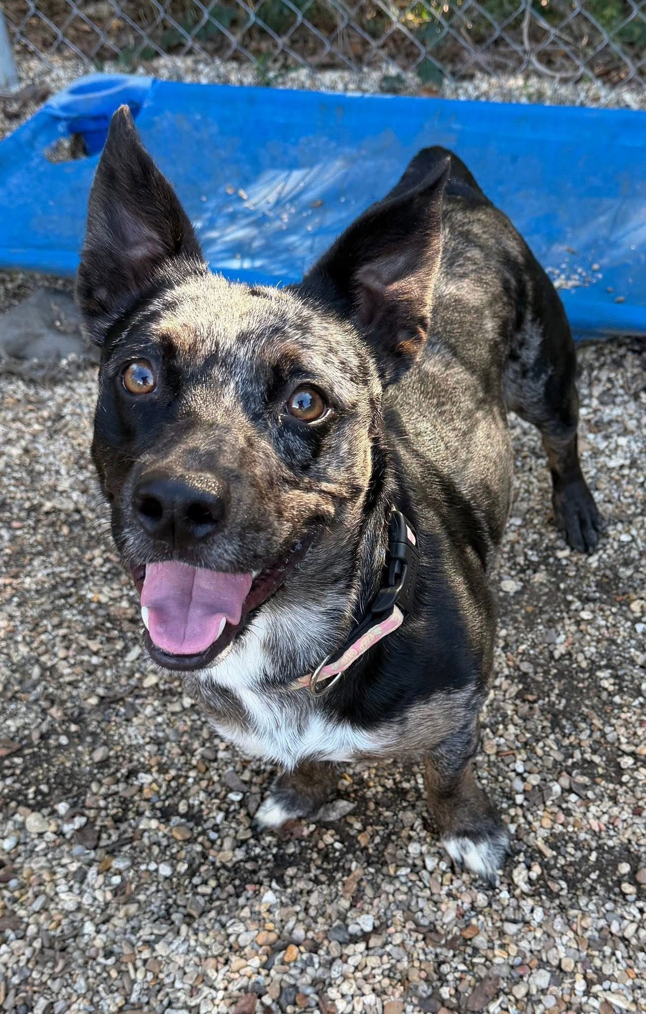 EDEN- CUTEST WIGGLE BUTT - Catahoula Leopard Dog / Dachshund available for adoption
