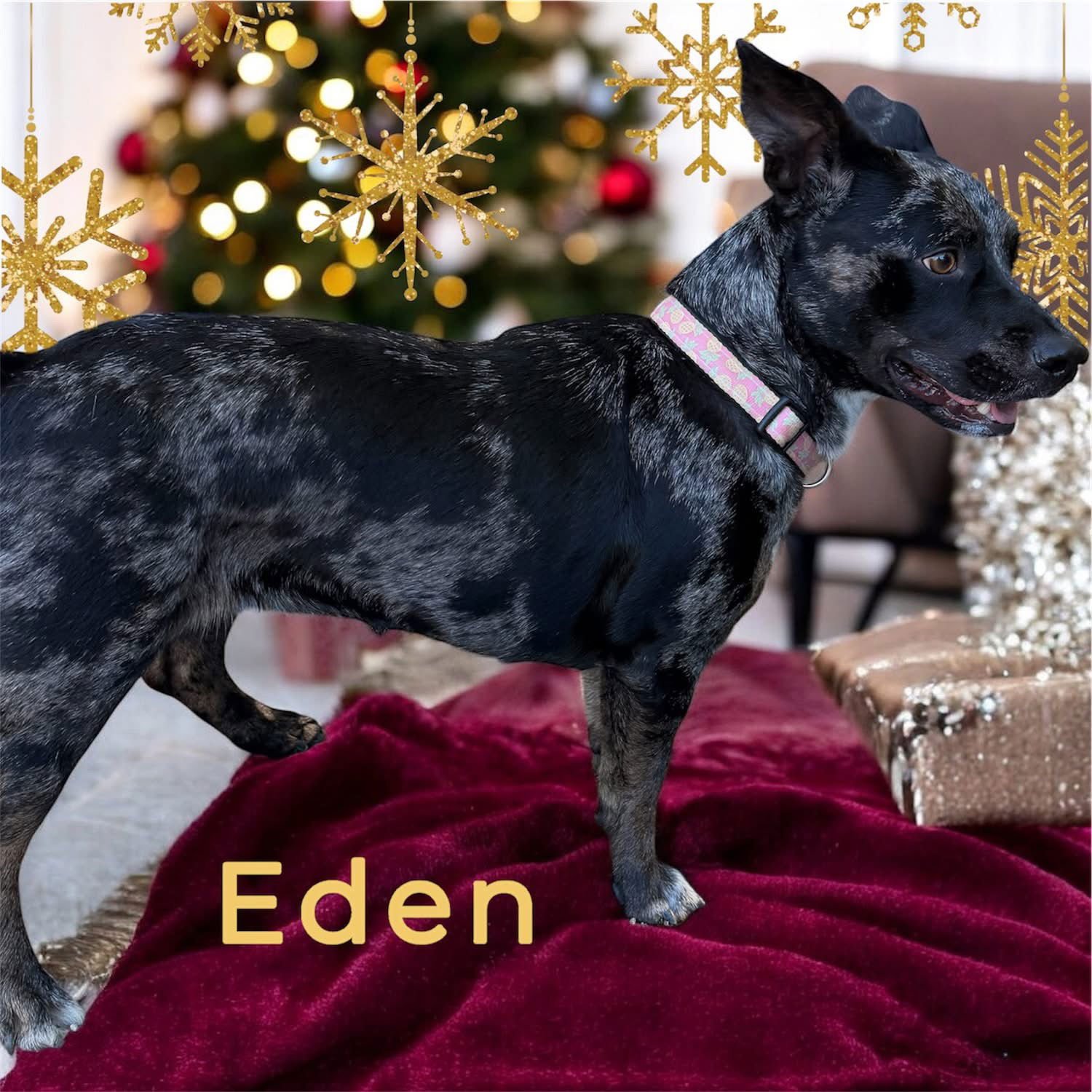 EDEN- CUTEST WIGGLE BUTT - Catahoula Leopard Dog / Dachshund available for adoption