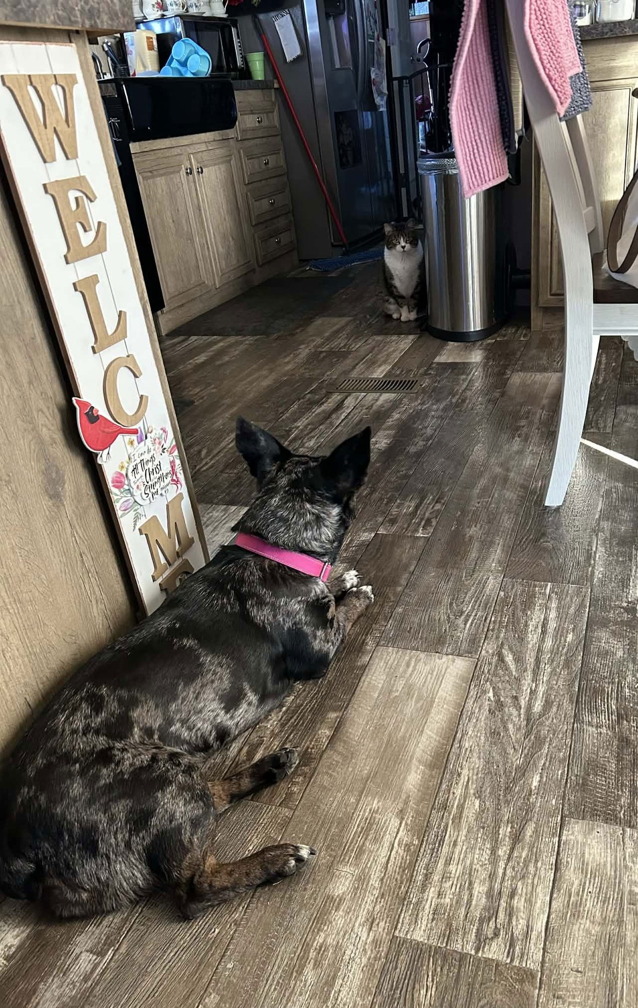 Eden- cutest wiggle butt - Photo 3