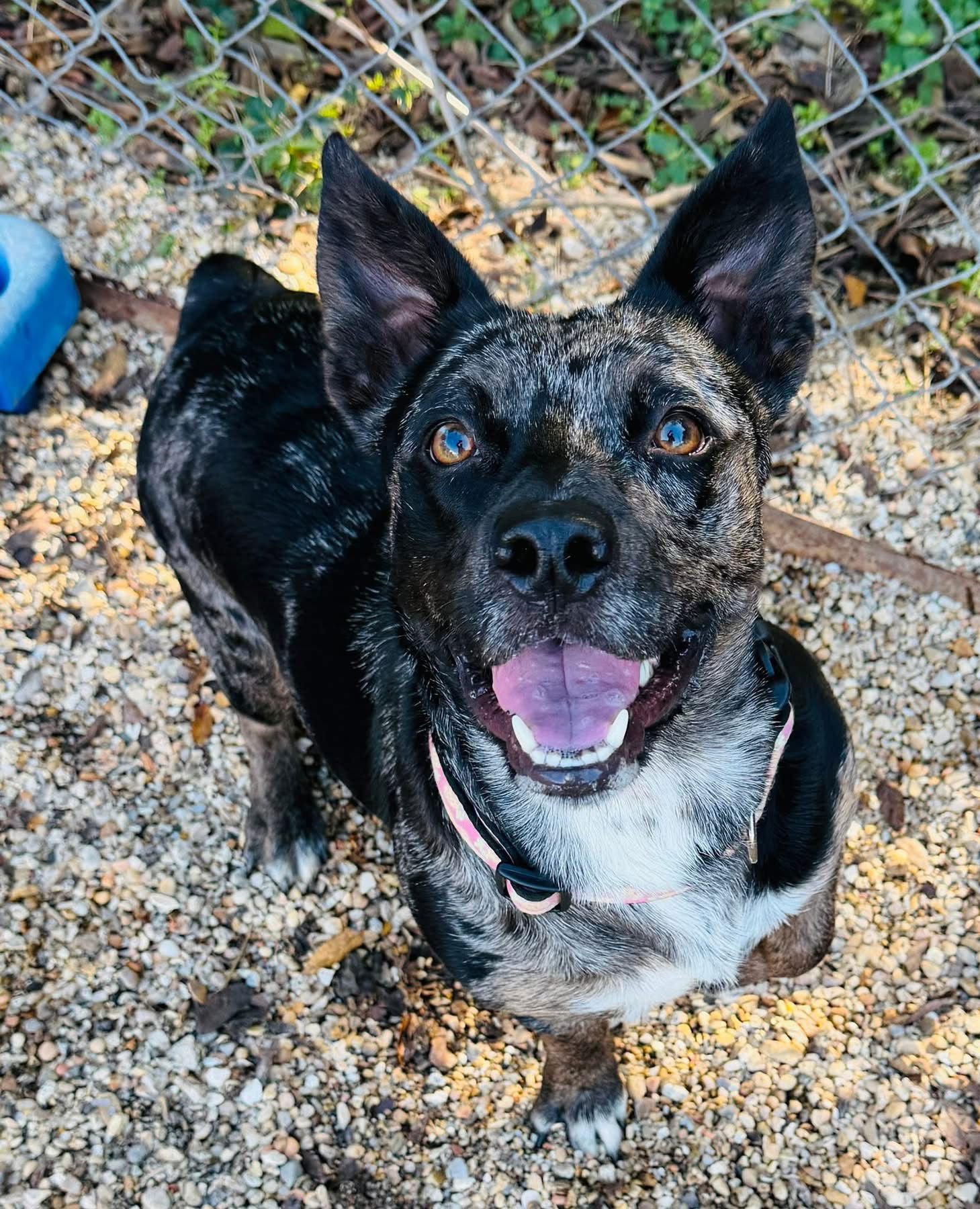 Eden- cutest wiggle butt - Photo 4