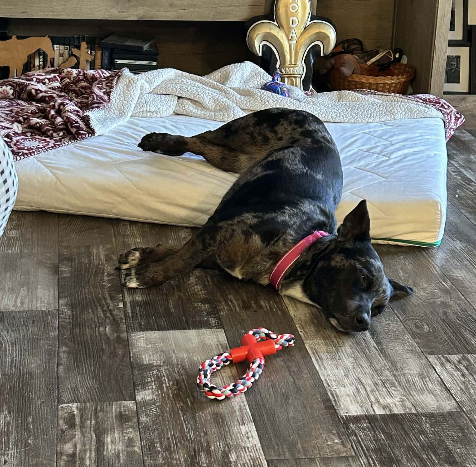 Eden- cutest wiggle butt - Photo 8