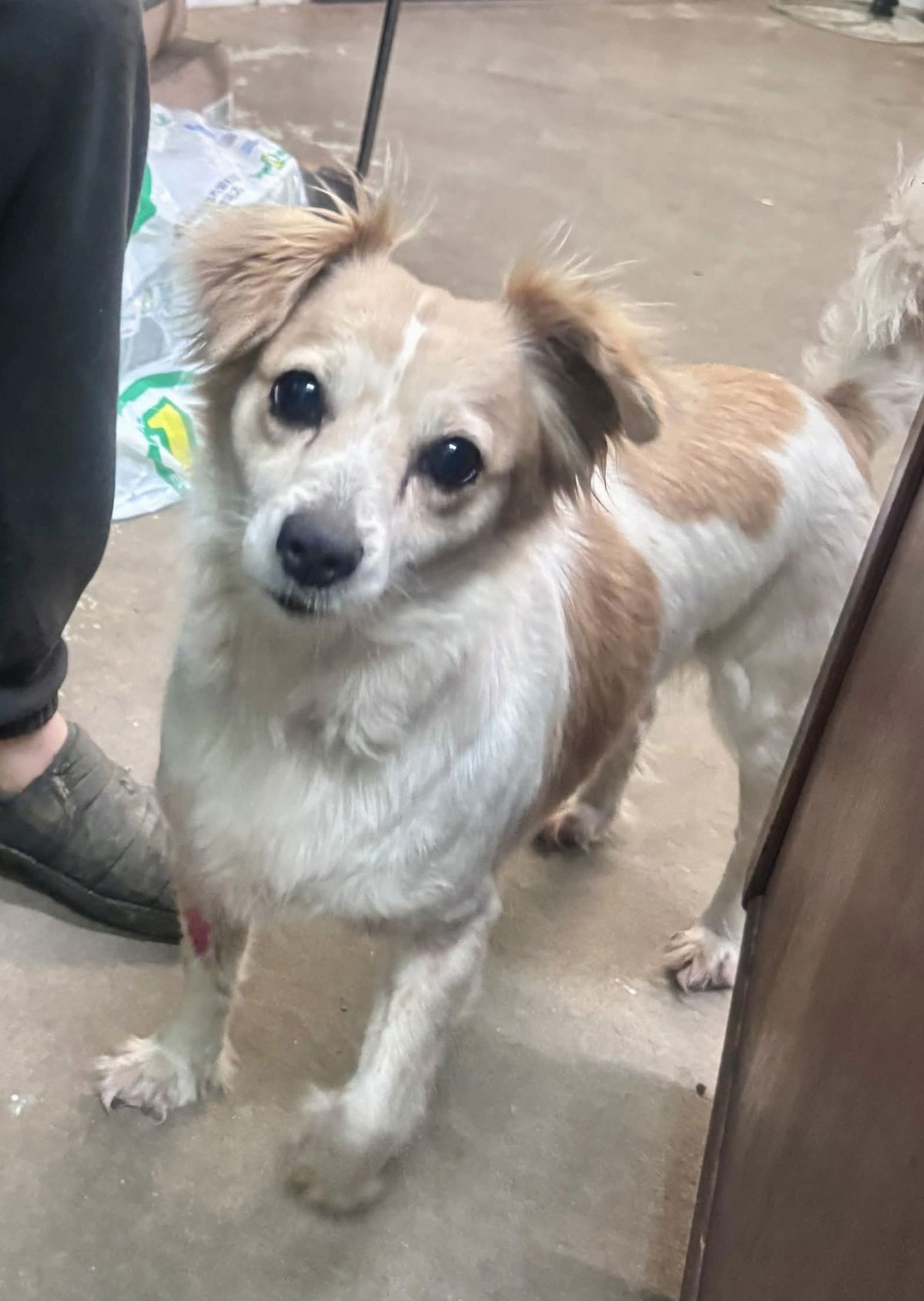 GRACIE ~ ADOPTION PENDING!!